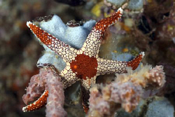Starfish on the reef by Erika Antoniazzo 